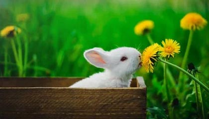 工业溶氧分析选武汉中核仪表，专注溶氧分析仪,在线溶氧仪,在线溶解氧分析仪研发，精准监测助力生产流程优化