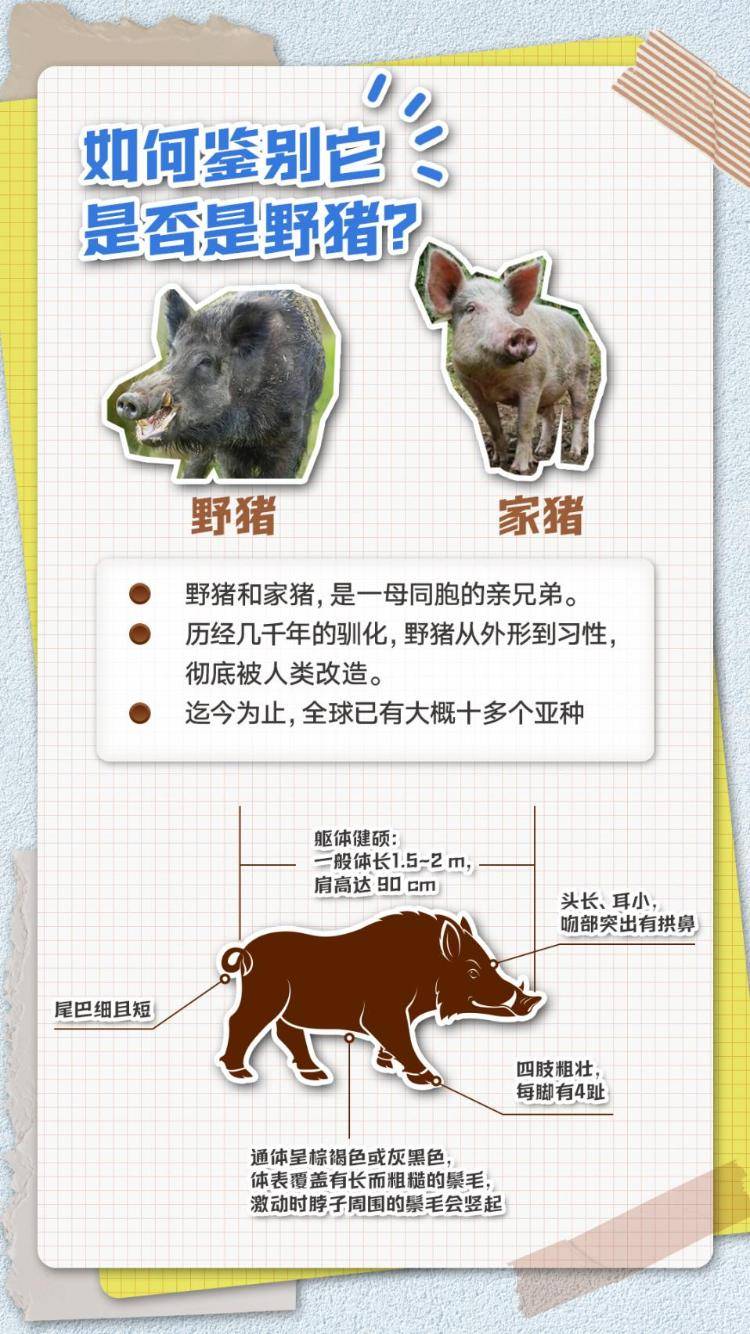 五问五答：频频“肇事”上热搜，野猪“撒野”怎么办？