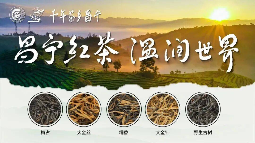 品质研究 | 临沧茶区晒青茶滋味特征性组分分析