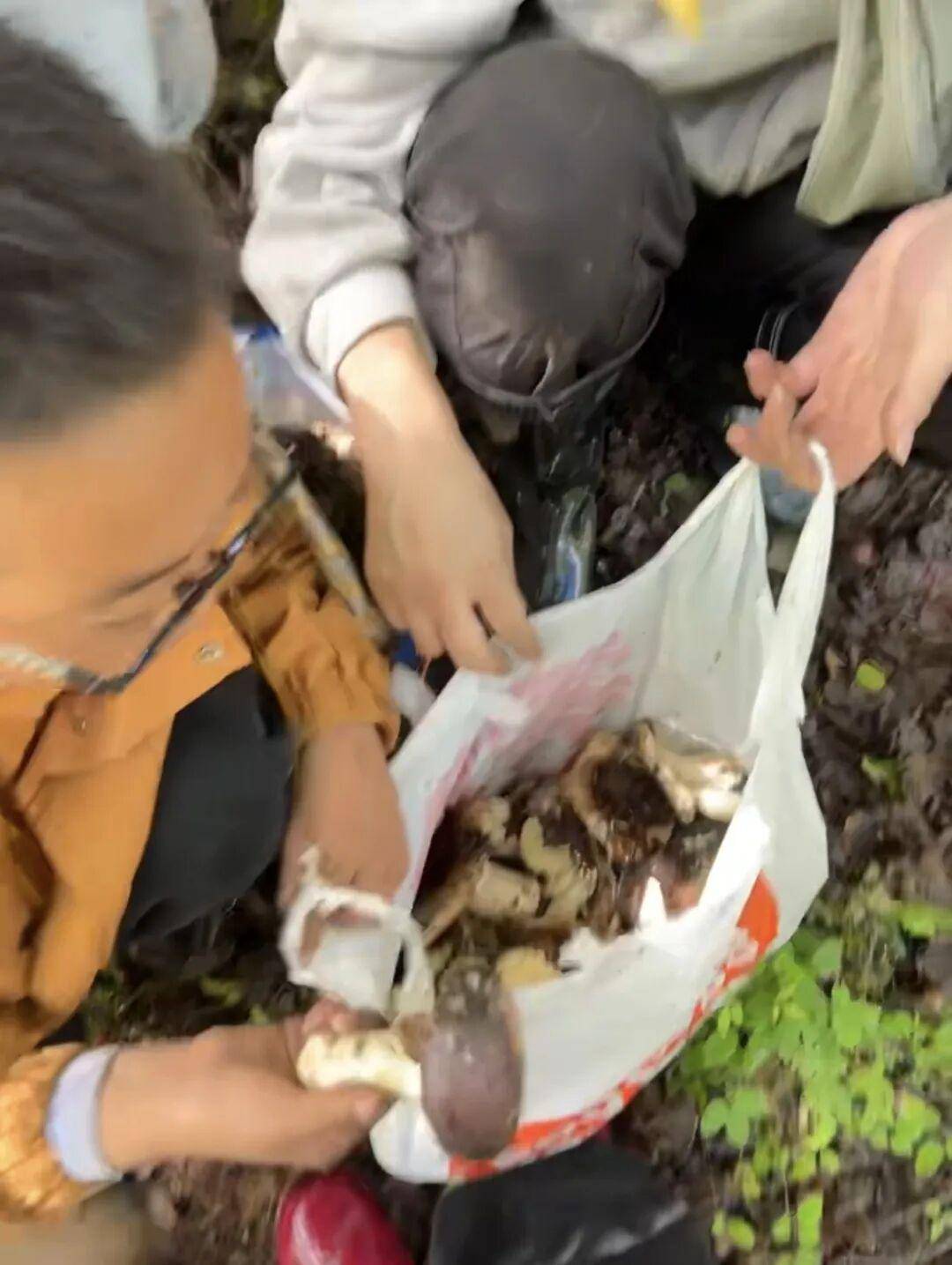 情侣川西旅游，辛苦采摘10斤菌子，遇到当地小孩哥果断扔掉8斤，当事人：他丢的时候好潇洒